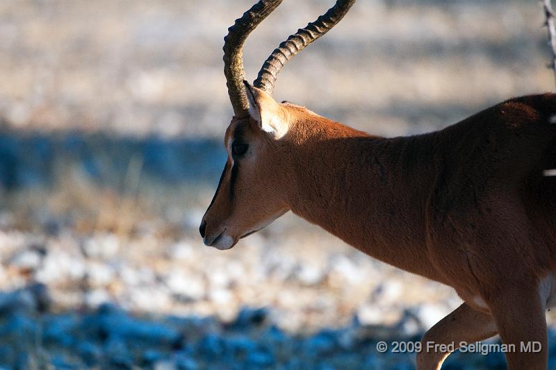 20090610_082723 D300 X1.jpg - Springbok (Gazelle)